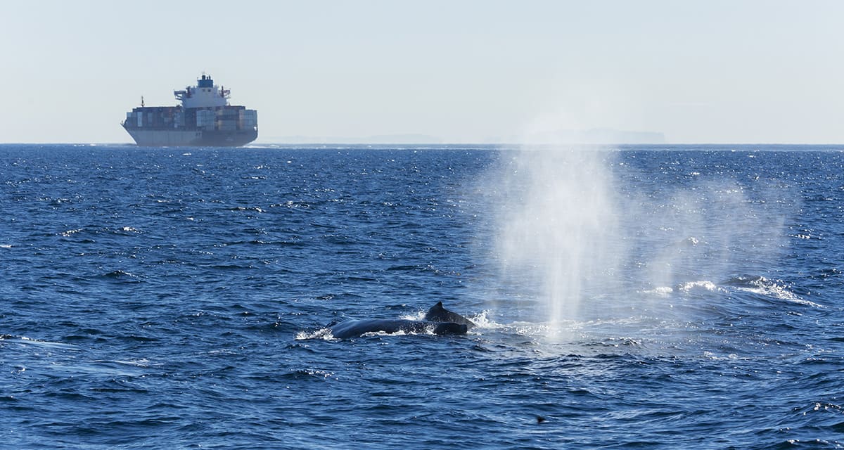 Container ship navigating ocean waters near a whale habitat, operated by Synergy Marine.
