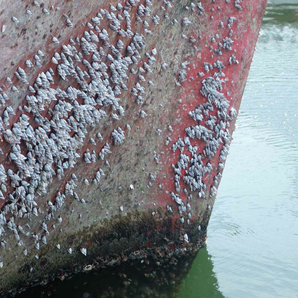 Close-up of marine growth on a ship hull, highlighting biofouling issues.