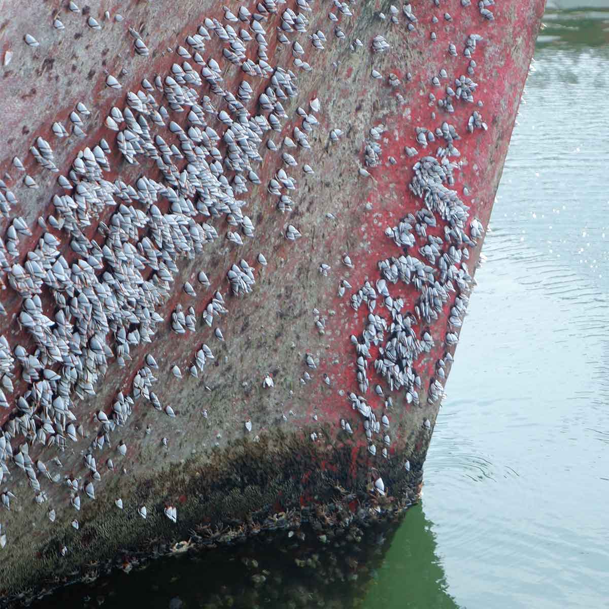 Close-up of marine growth on a ship hull, highlighting biofouling issues.